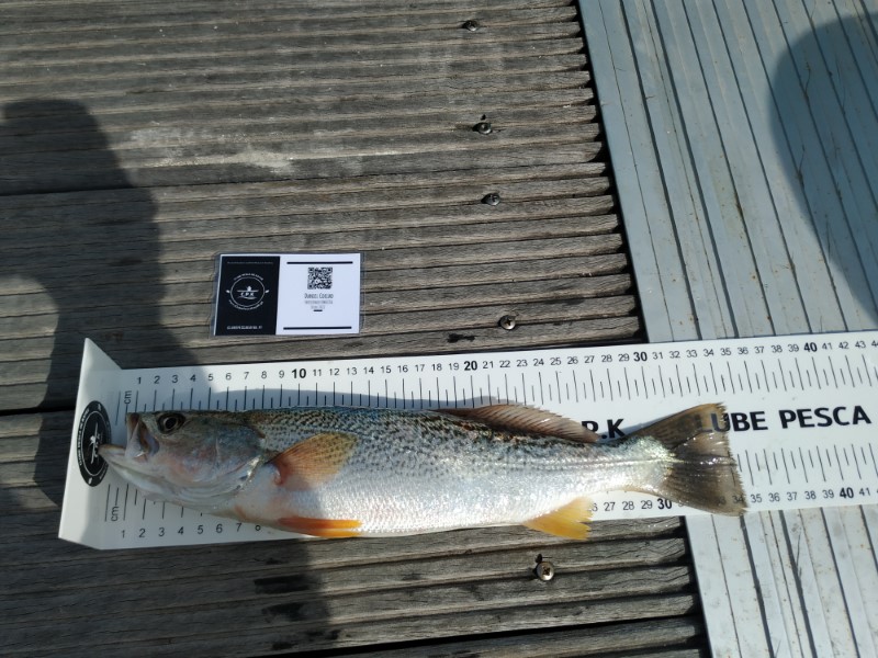 Fish Measure Picture